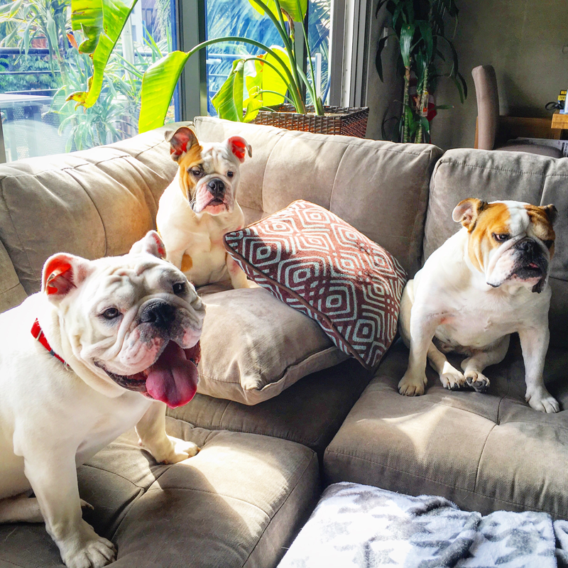 Bulldog Mascots