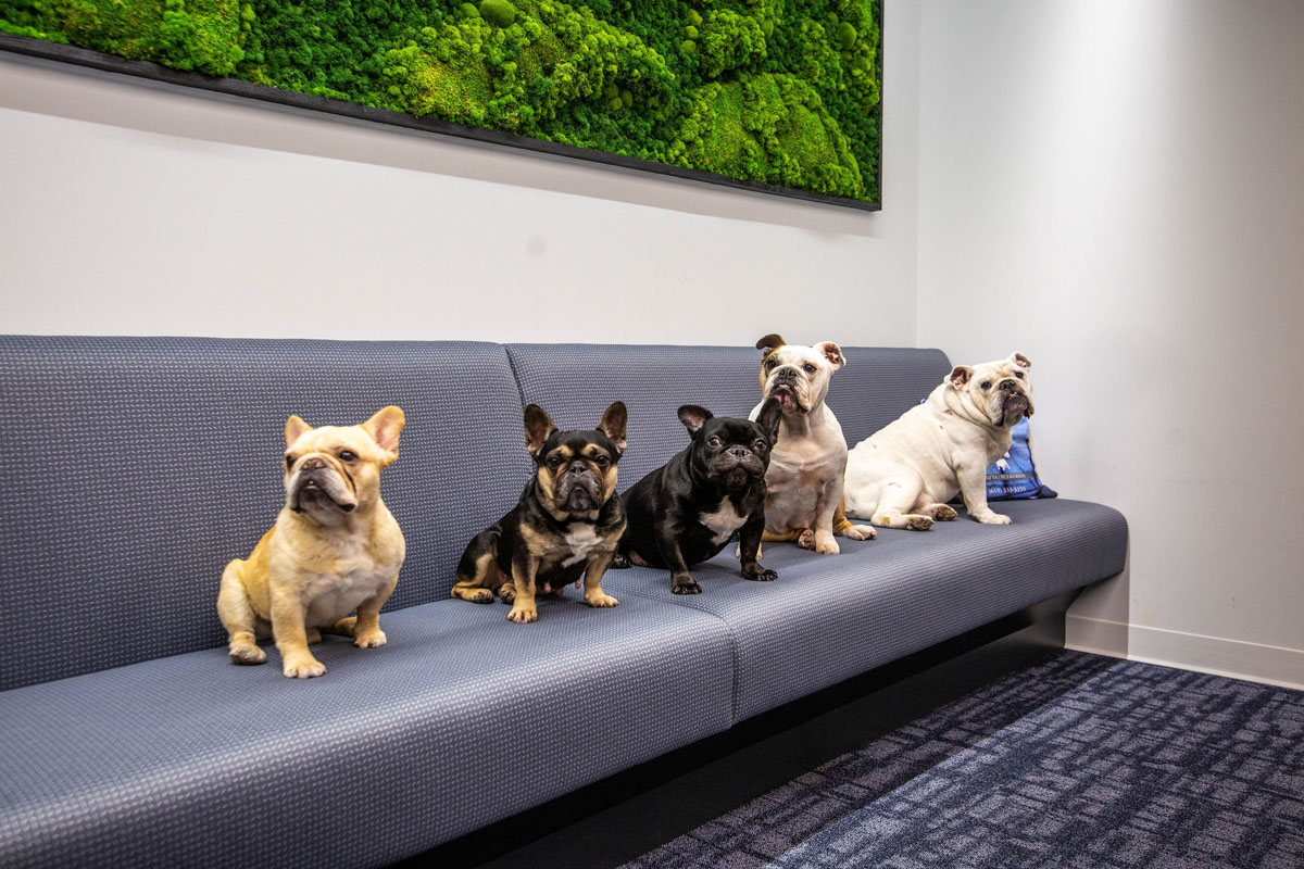 Featured image for “Everything You Need to Know About Dog Bites in California”